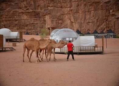 Wadi Rum Night Luxury Camp Picture
