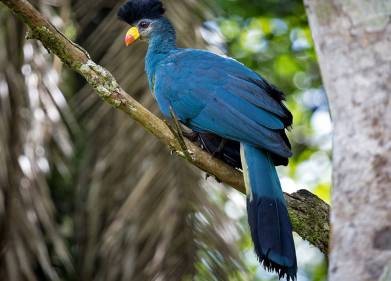 Turaco Treetops Picture
