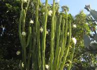 Le Cactus Picture