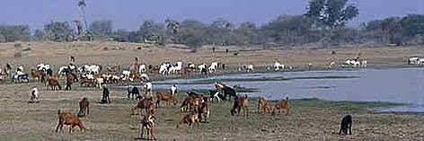 Chad Basin National Park