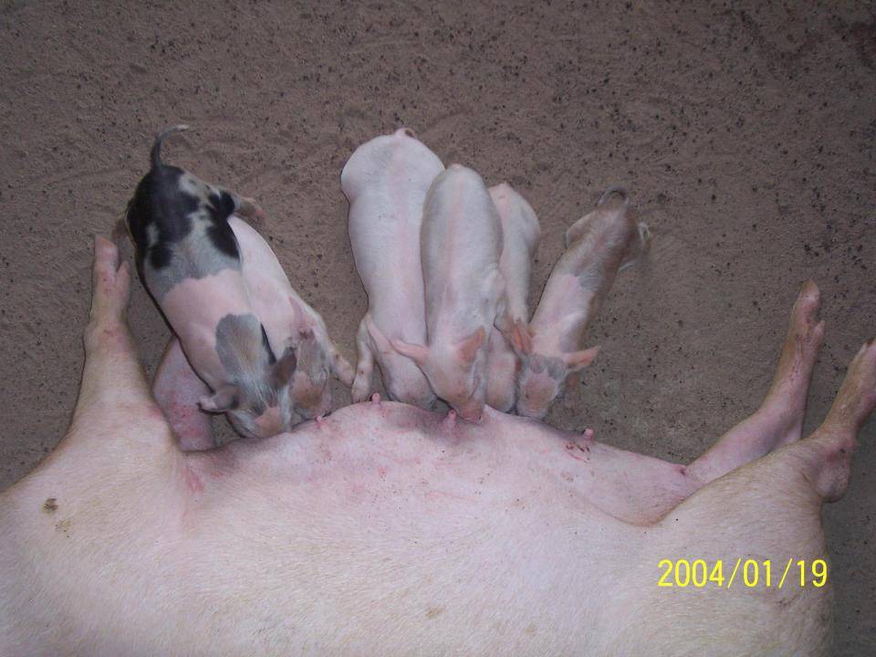 Oke Aro Pig Farm